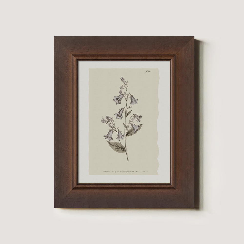 Vintage Digitalis Purpurea Botanical Etching