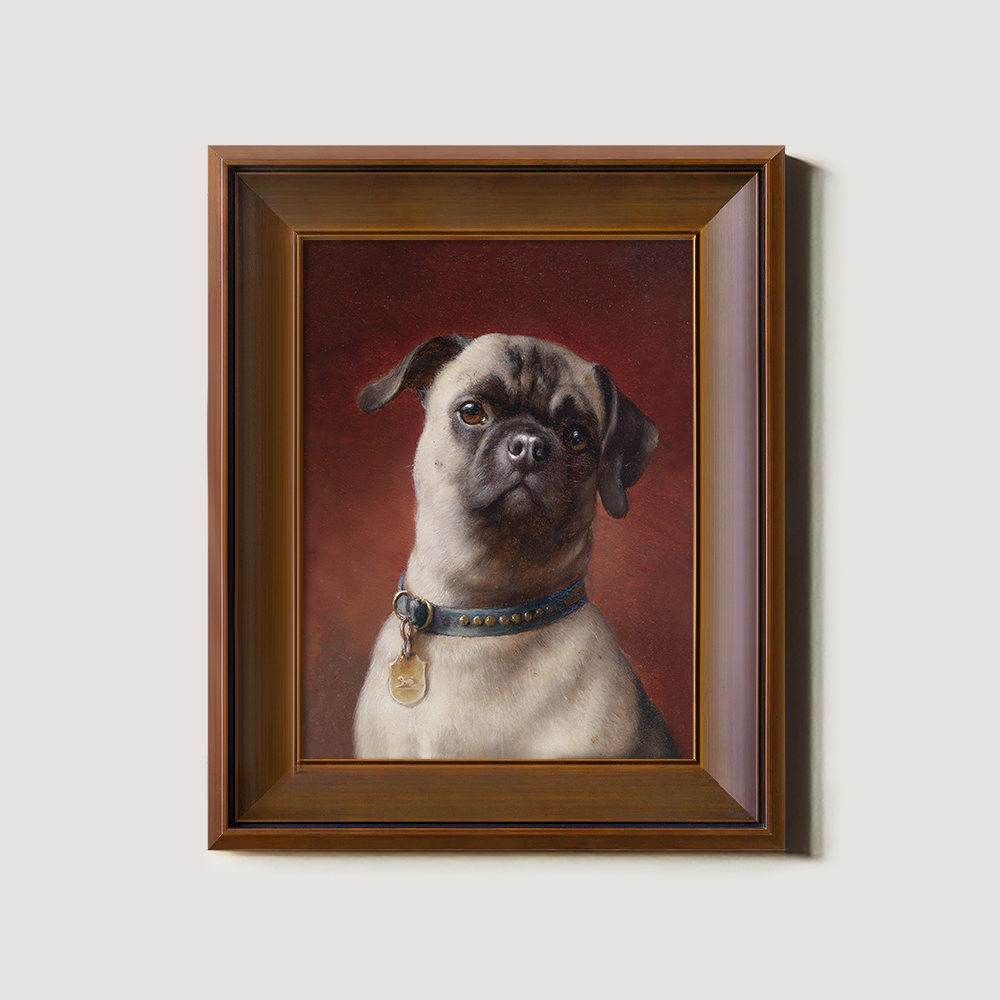 Portrait of a Pug Dog