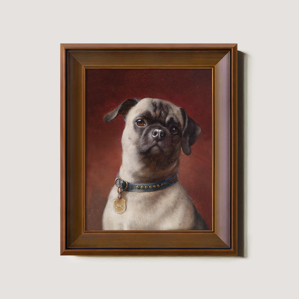 Portrait of a Pug Dog