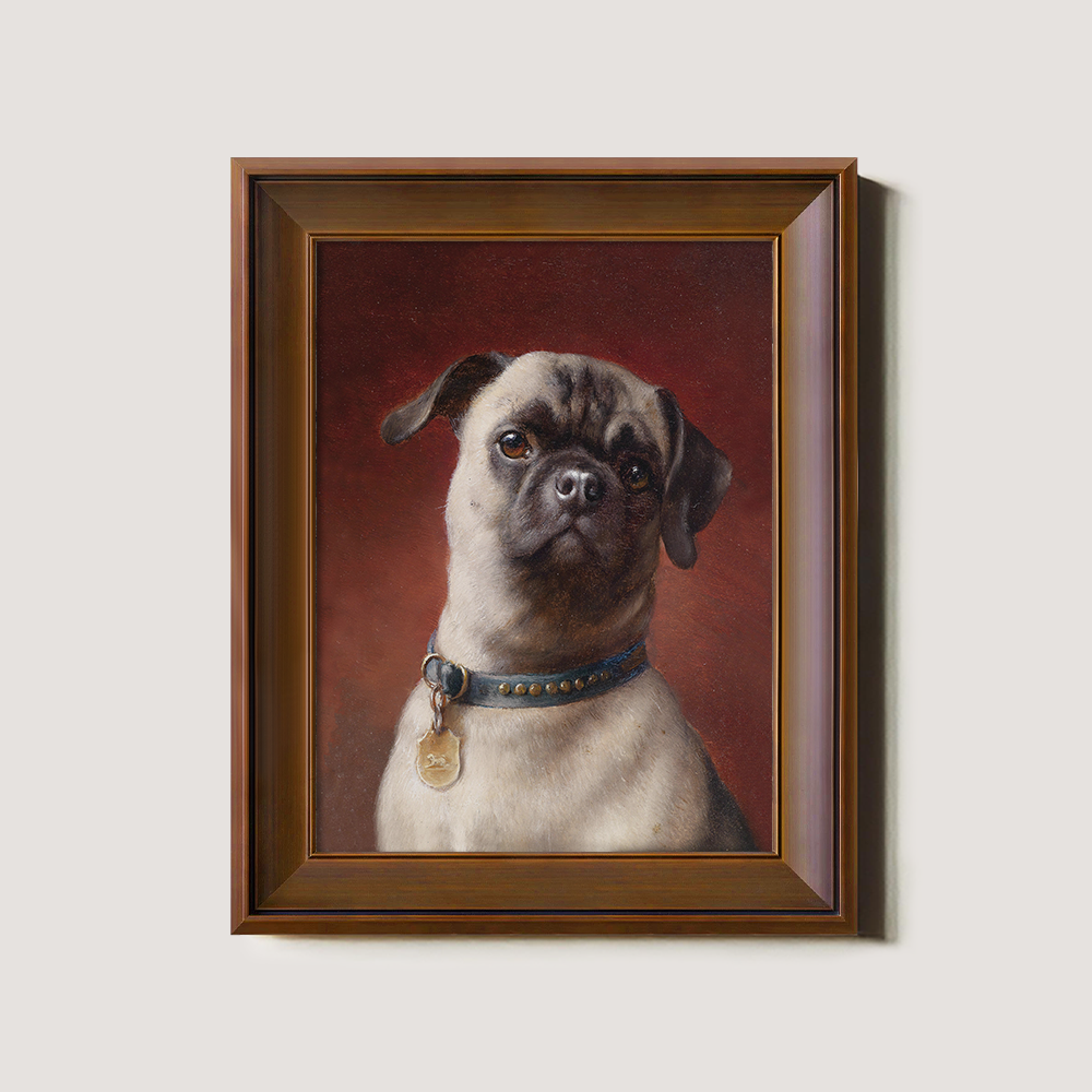 Portrait of a Pug Dog