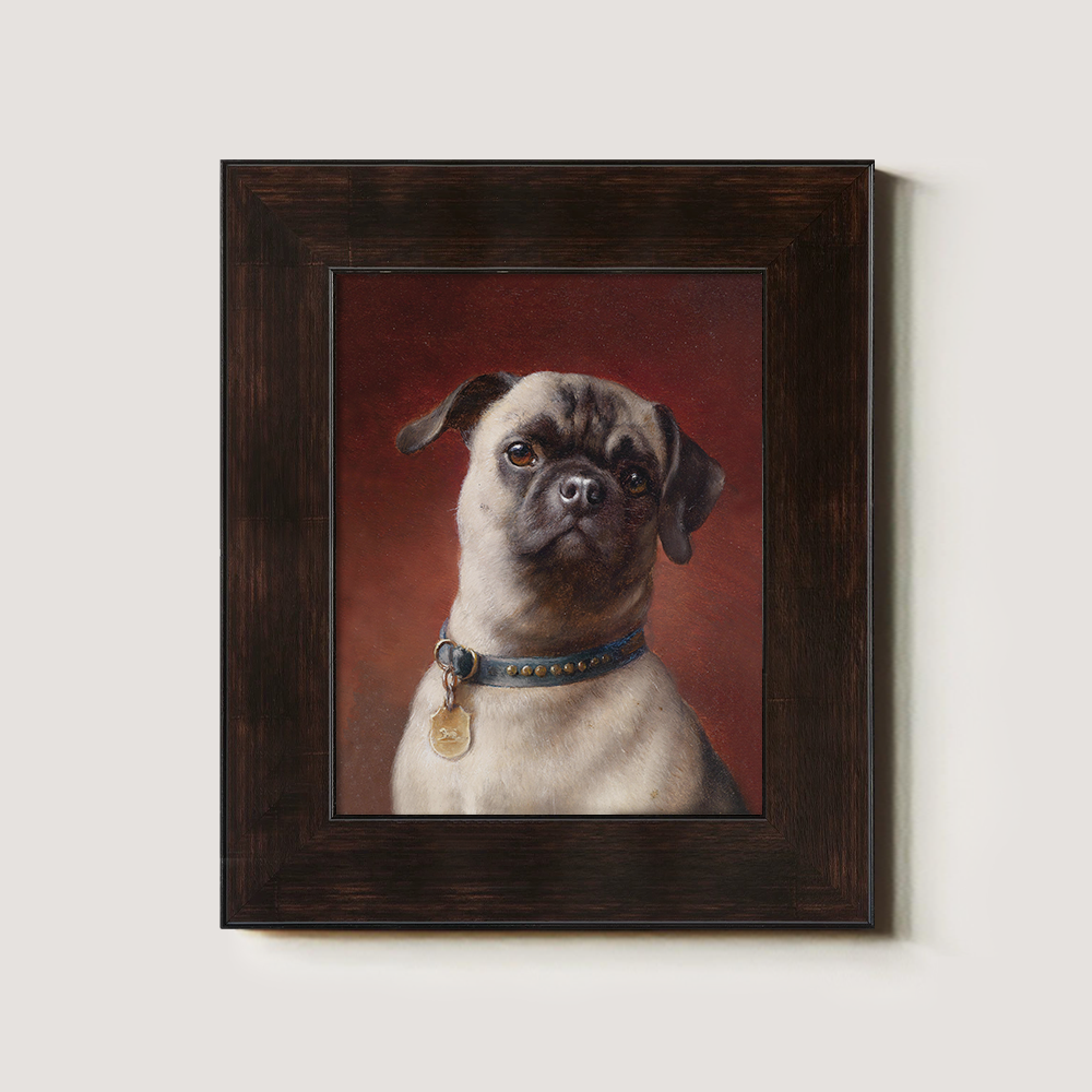Portrait of a Pug Dog