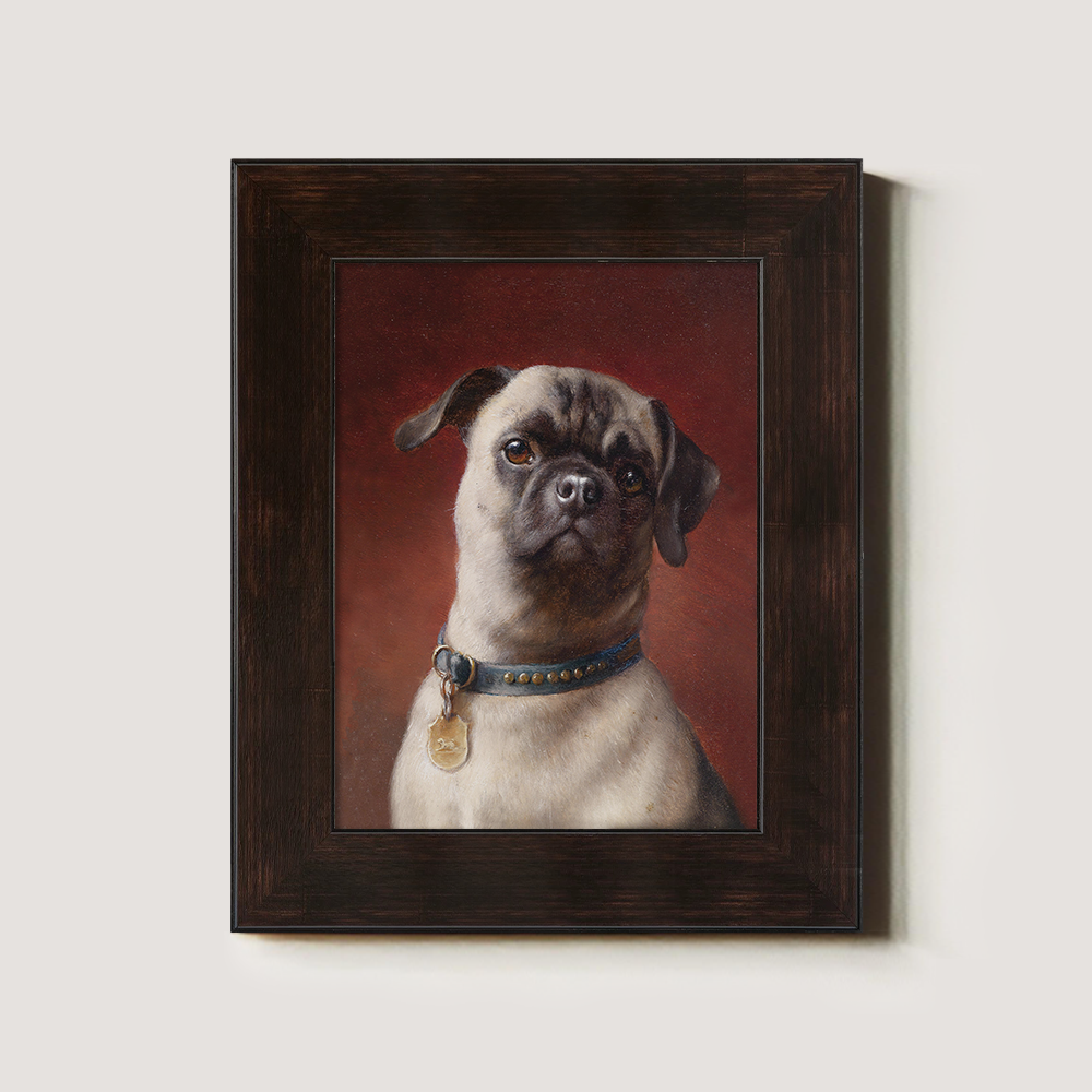 Portrait of a Pug Dog