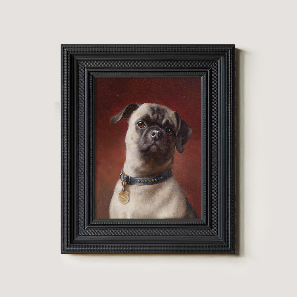 Portrait of a Pug Dog