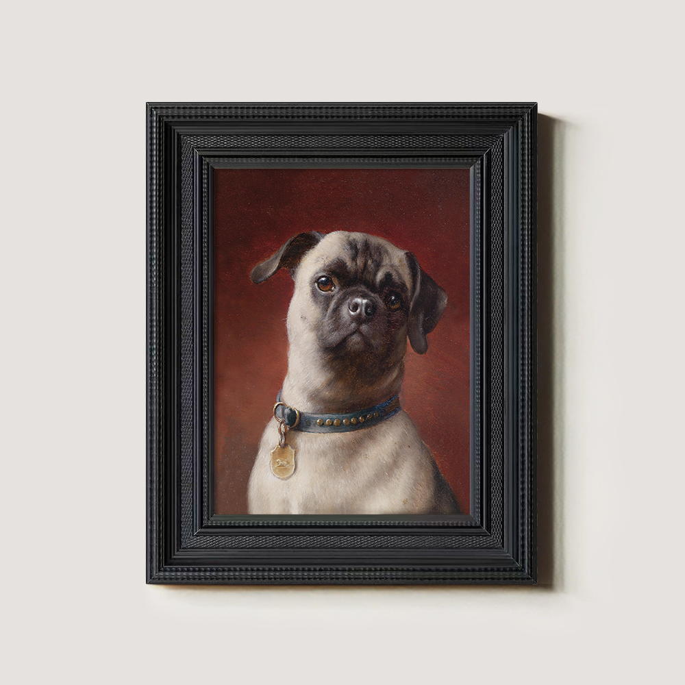 Portrait of a Pug Dog