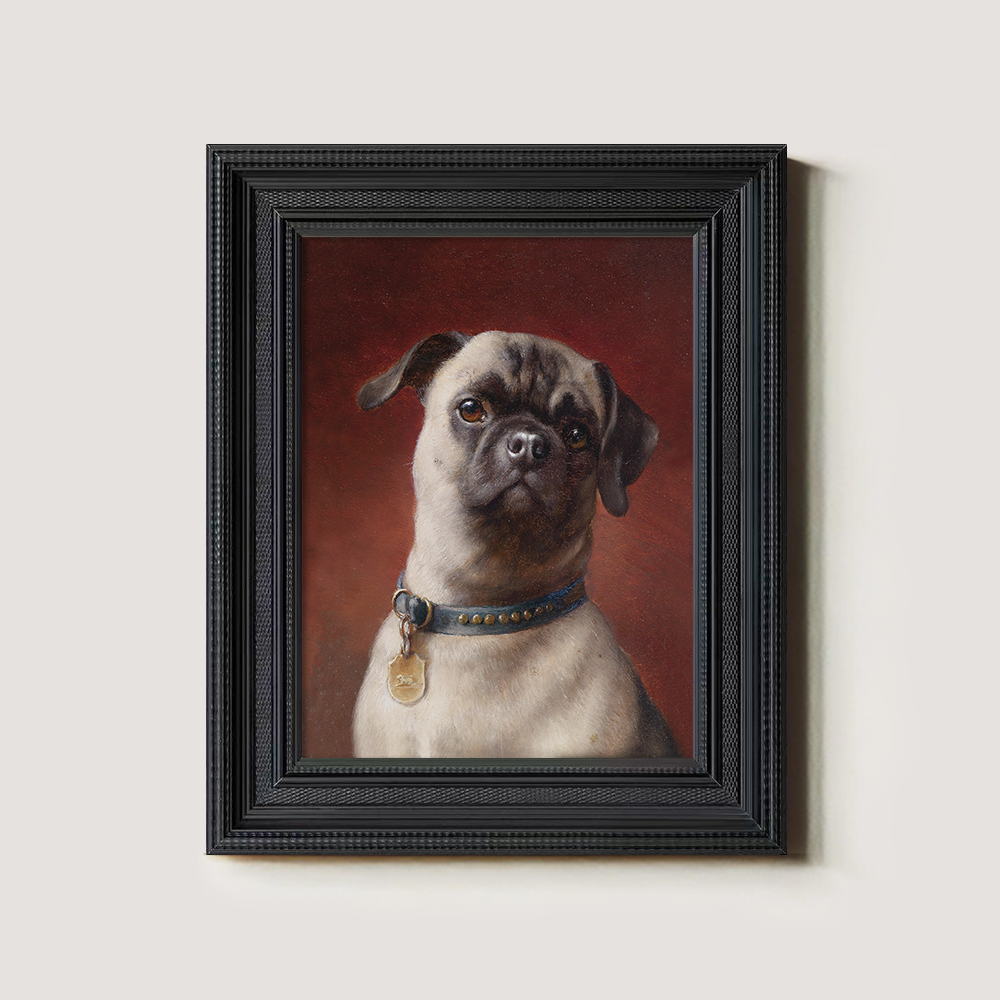 Portrait of a Pug Dog