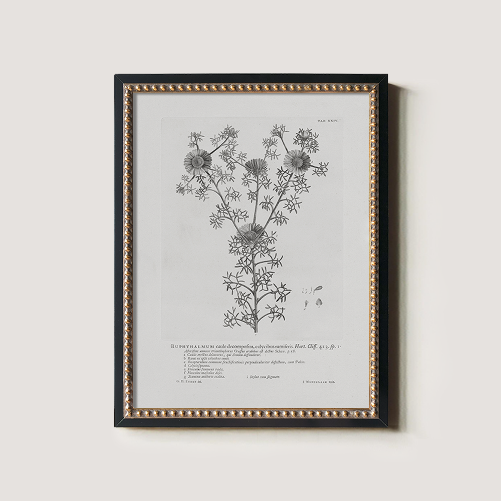 Vintage Buphthalmum Maculatum Botanical Etching