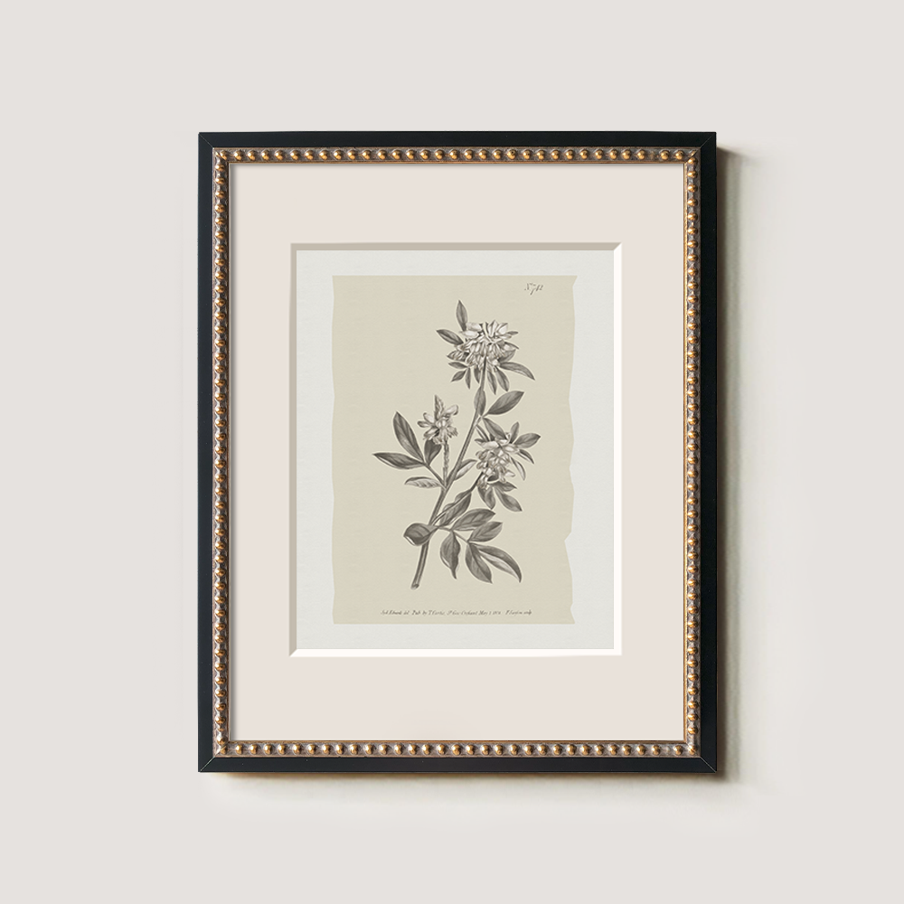 Vintage Actinotus Helianthi Botanical Etching