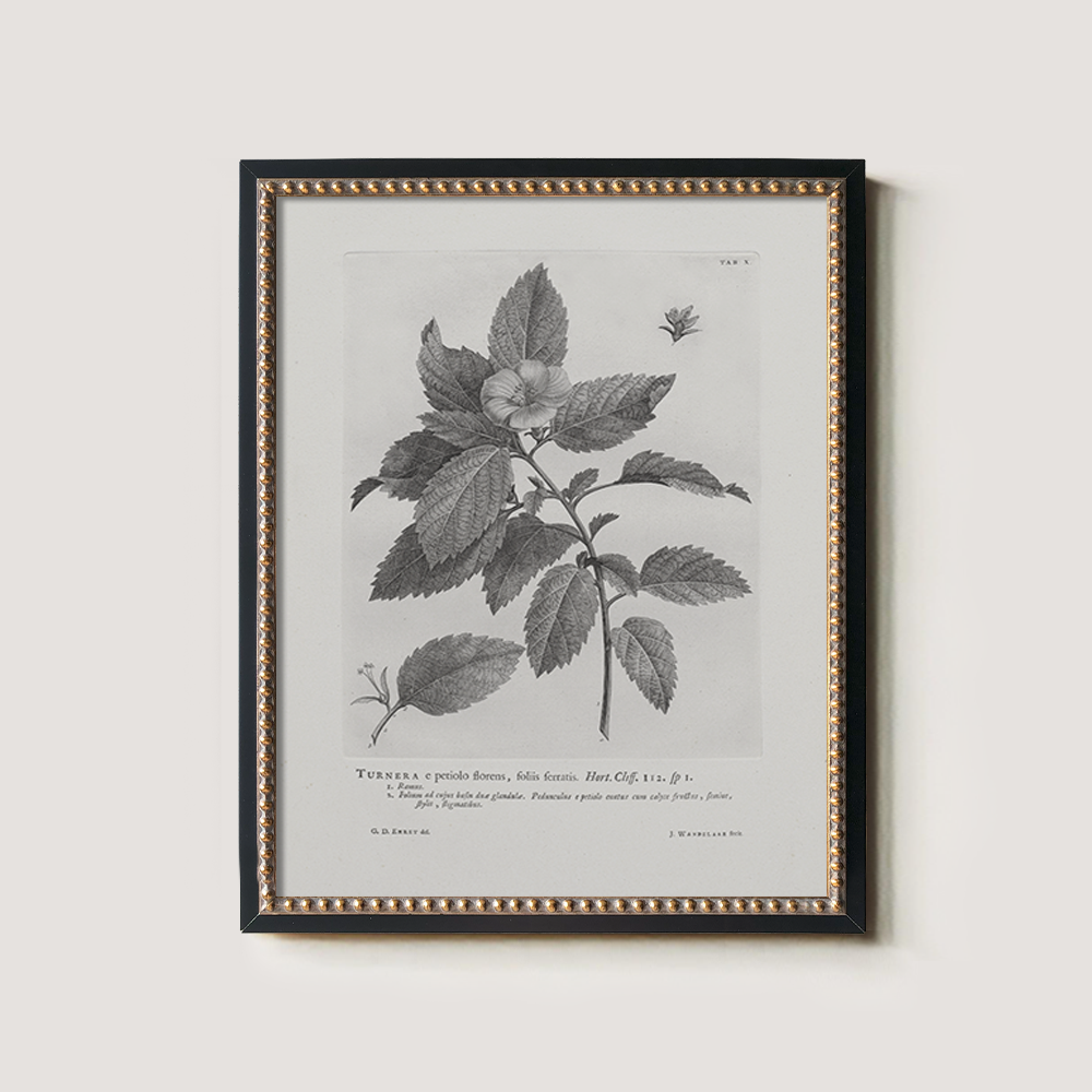 Vintage Turnera Ulmifolia Botanical Etching