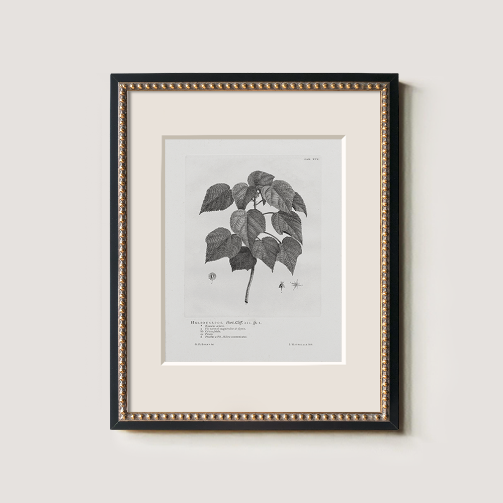 Vintage Helianthus Tuberosus Botanical Etching