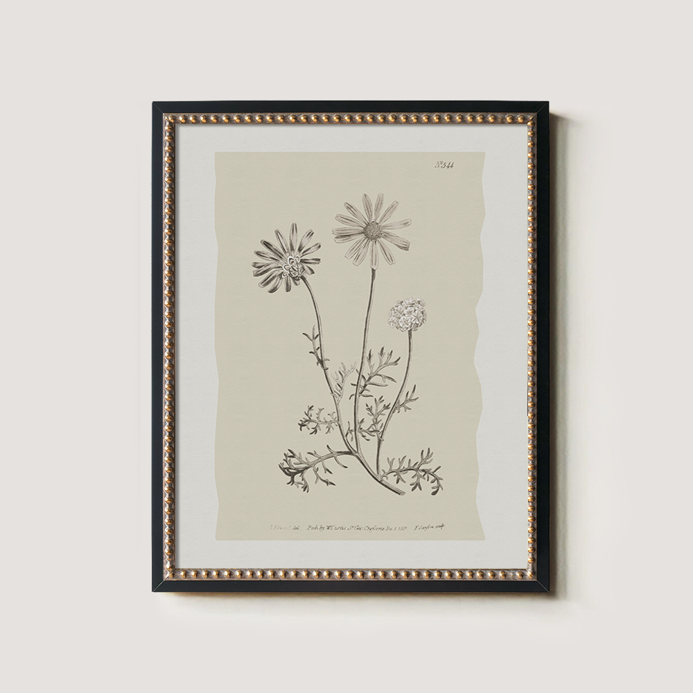 Vintage Leucanthemum Vulgar e Botanical Etching