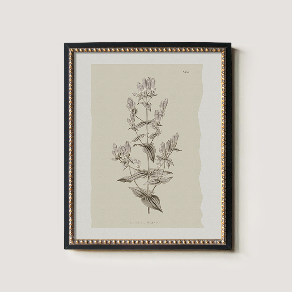 Vintage Erica Massonii Botanical Etching