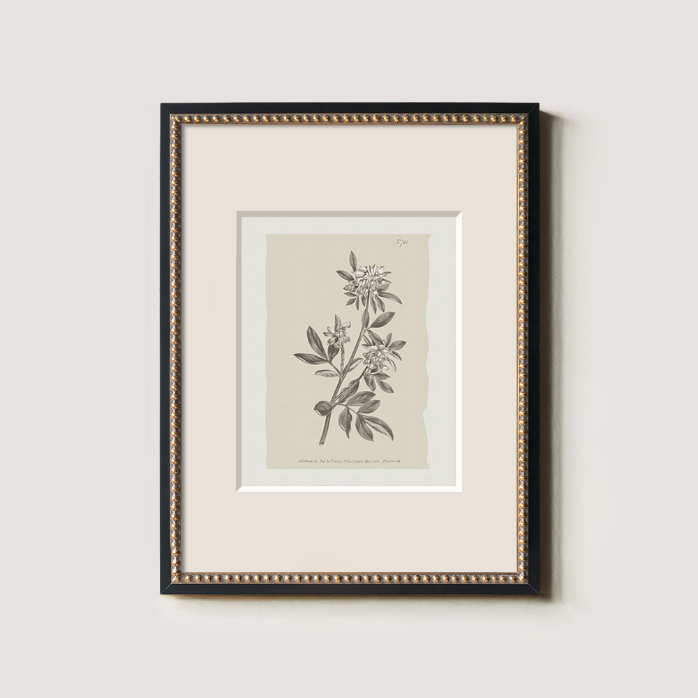 Vintage Actinotus Helianthi Botanical Etching