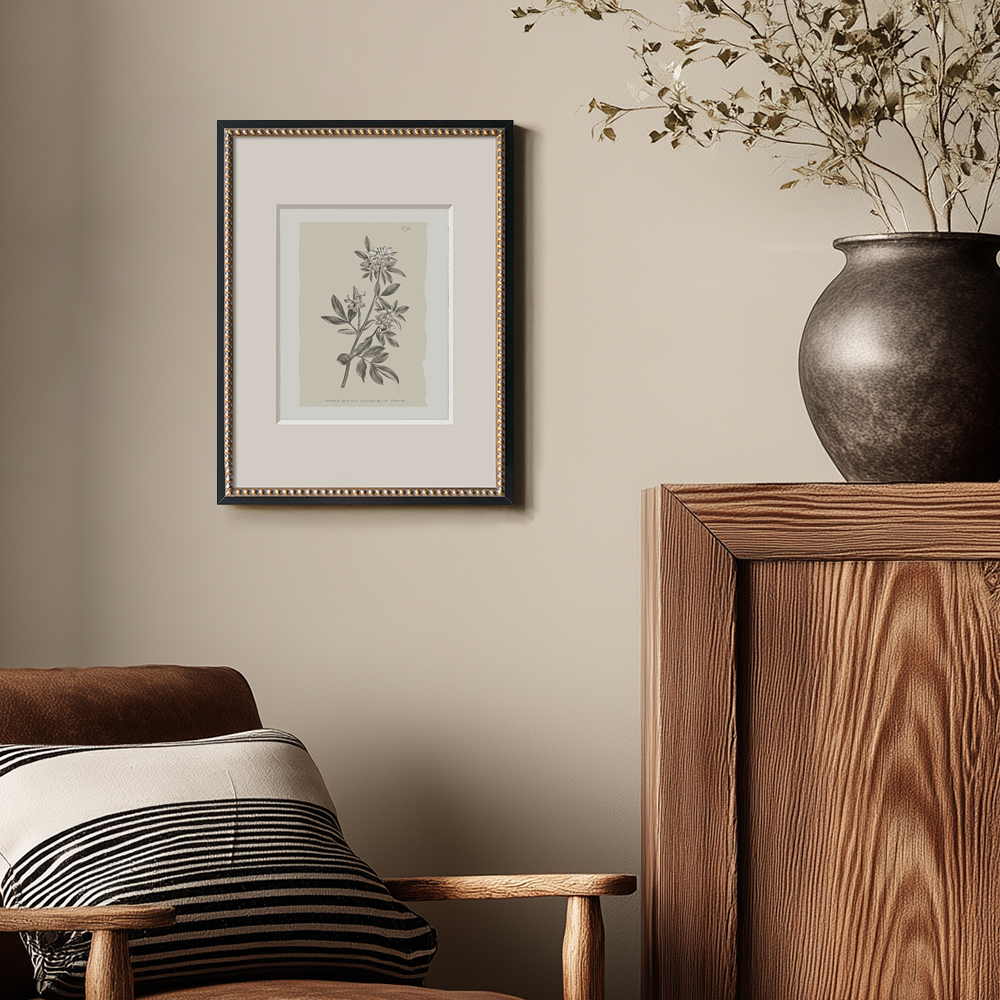 Vintage Actinotus Helianthi Botanical Etching