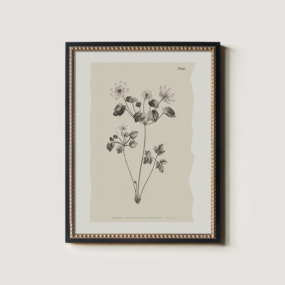 Vintage Anemone Sylvestris Botanical Etching