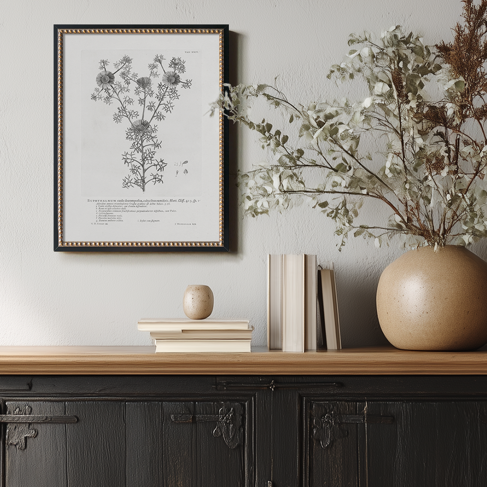 Vintage Buphthalmum Maculatum Botanical Etching