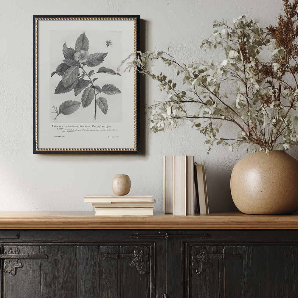 Vintage Turnera Ulmifolia Botanical Etching