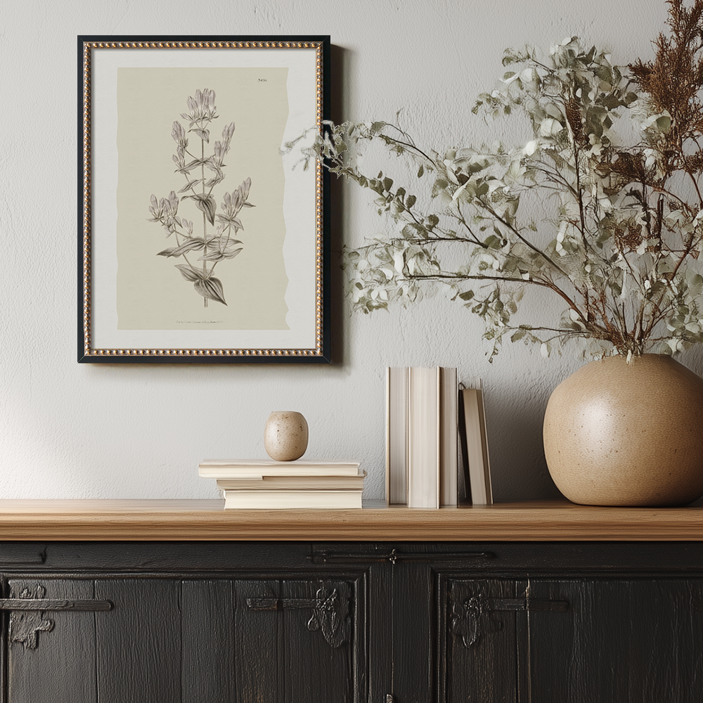 Vintage Erica Massonii Botanical Etching