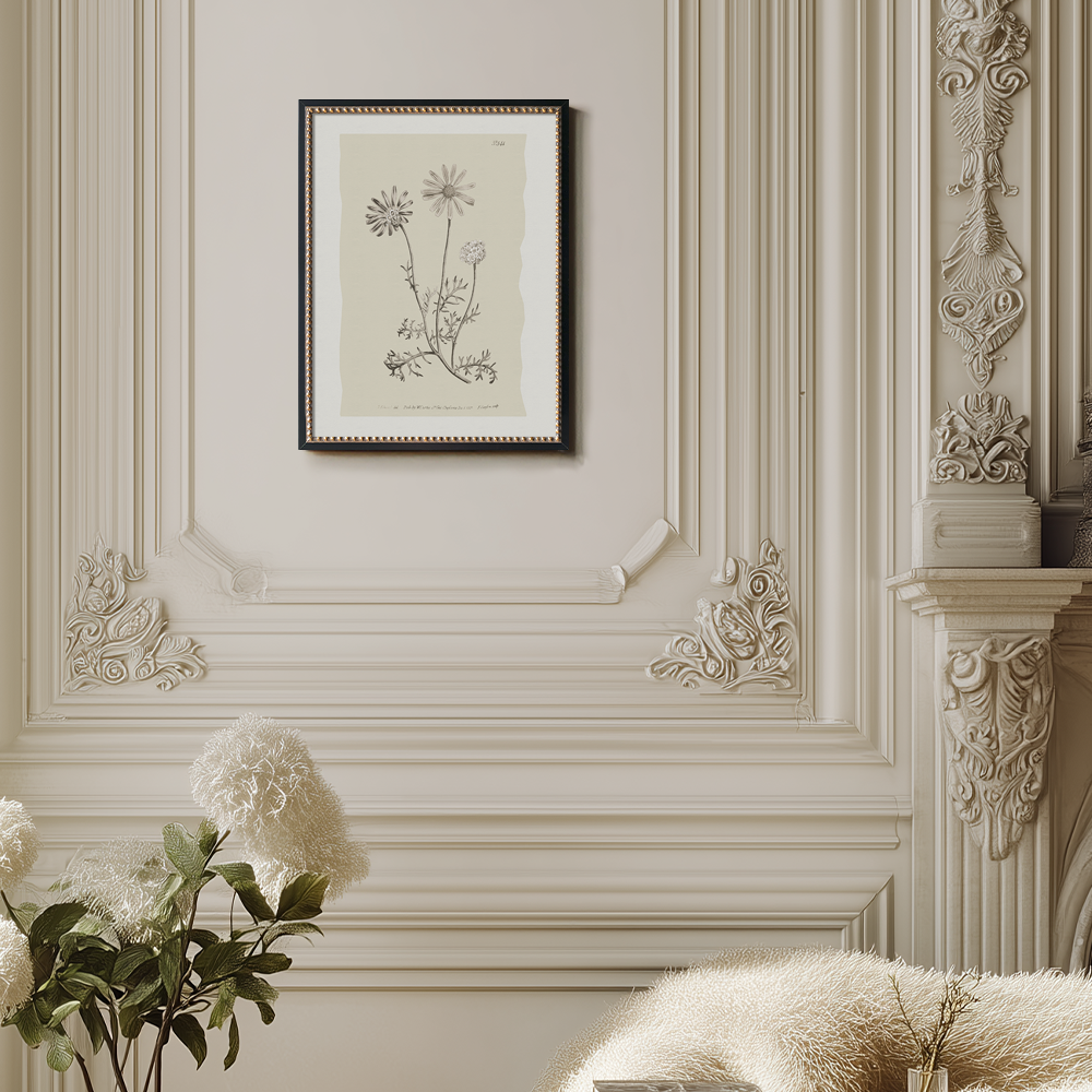 Vintage Leucanthemum Vulgar e Botanical Etching