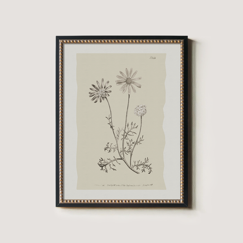 Vintage Leucanthemum Vulgar e Botanical Etching