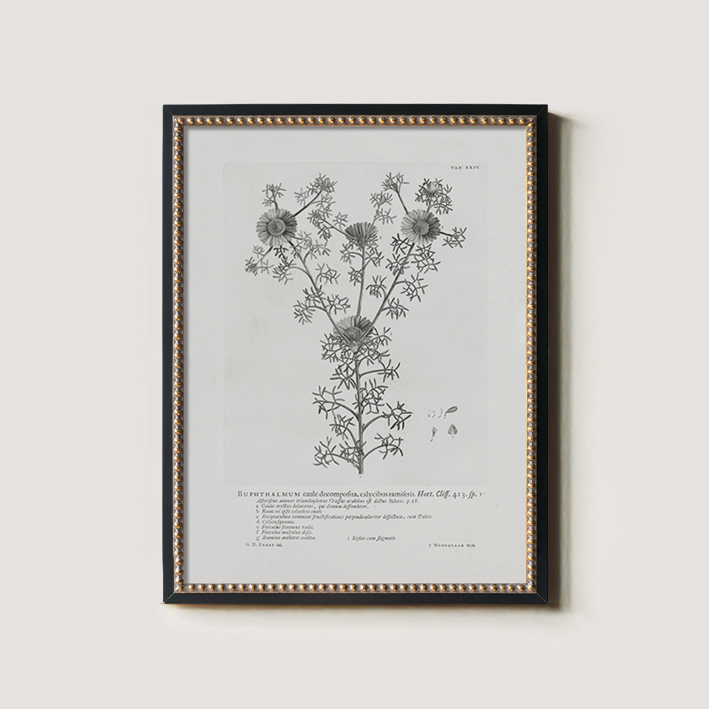 Vintage Buphthalmum Maculatum Botanical Etching