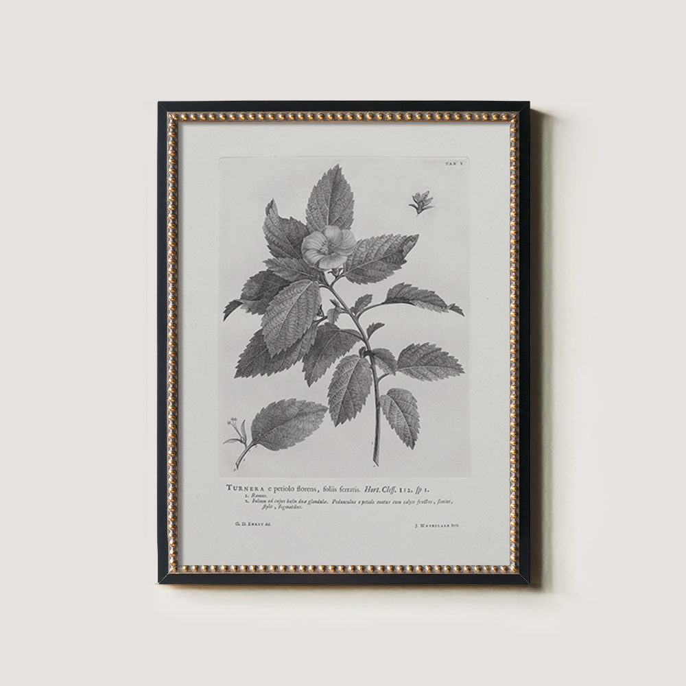 Vintage Turnera Ulmifolia Botanical Etching