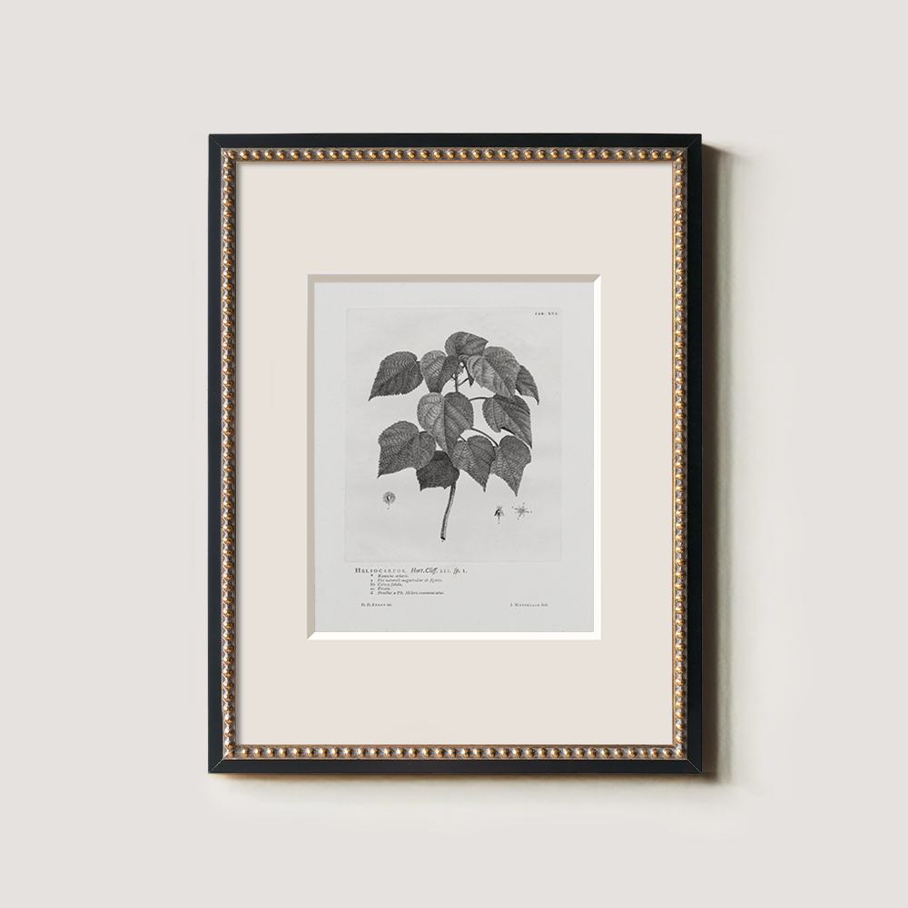 Vintage Helianthus Tuberosus Botanical Etching