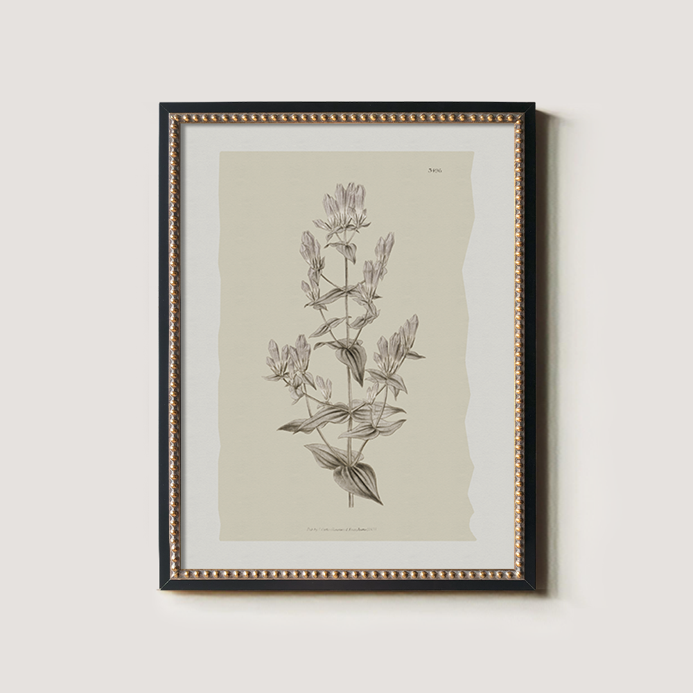 Vintage Campanula Latifolia Botanical Etching