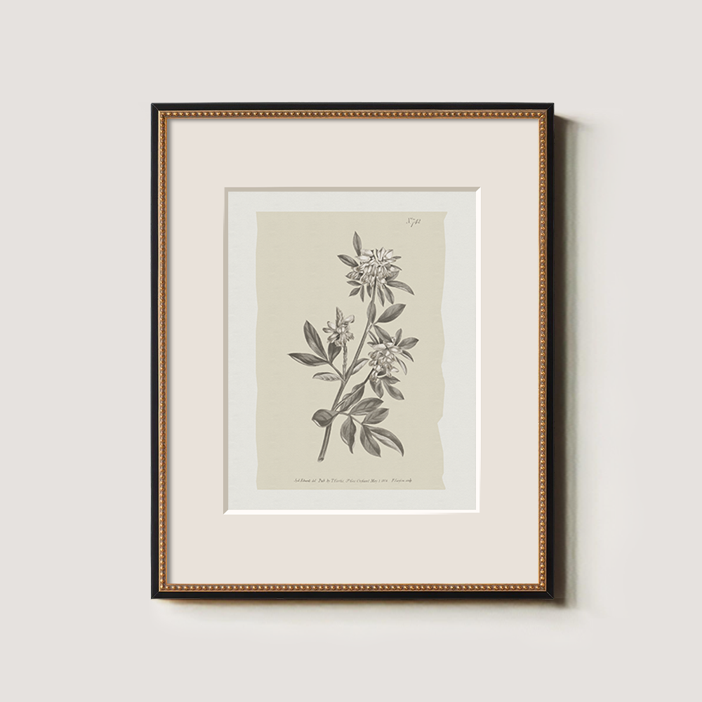 Vintage Actinotus Helianthi Botanical Etching
