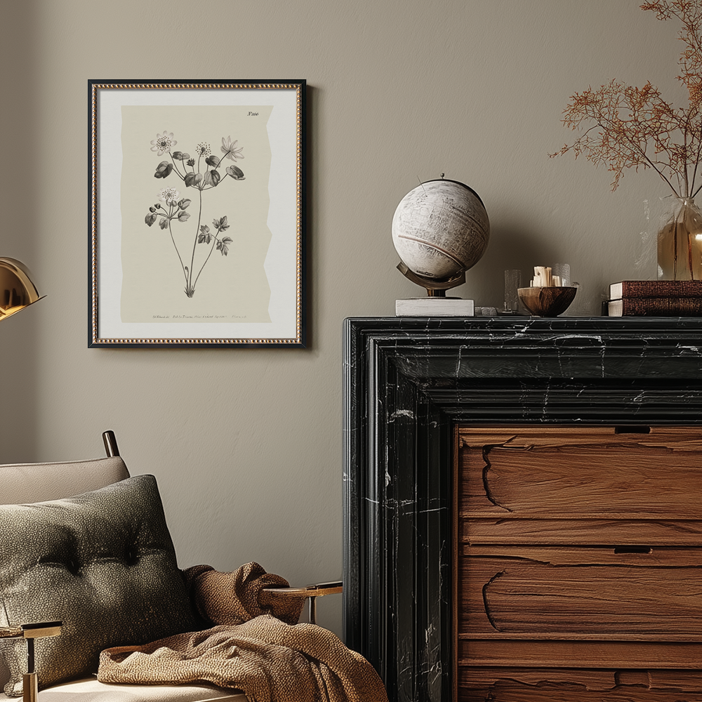 Vintage Anemone Sylvestris Botanical Etching