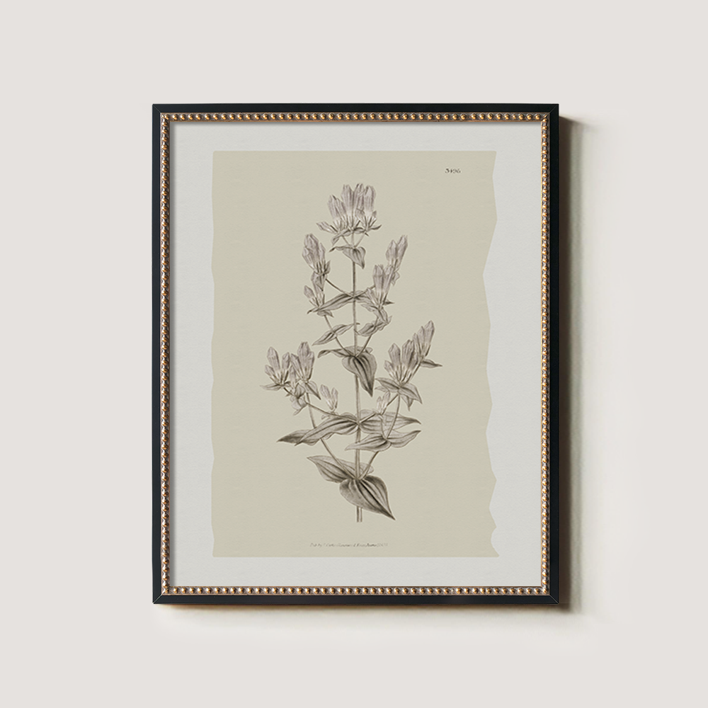 Vintage Erica Massonii Botanical Etching