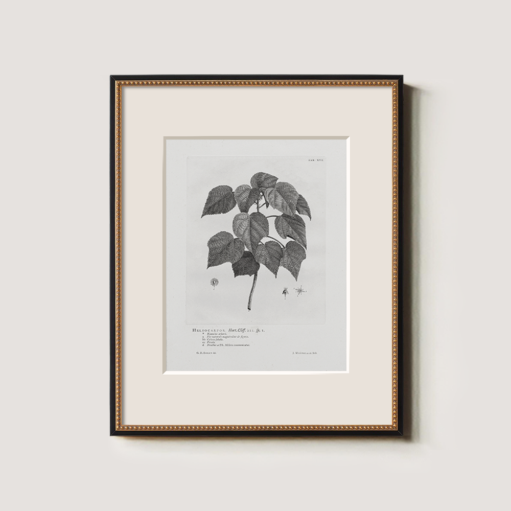 Vintage Helianthus Tuberosus Botanical Etching