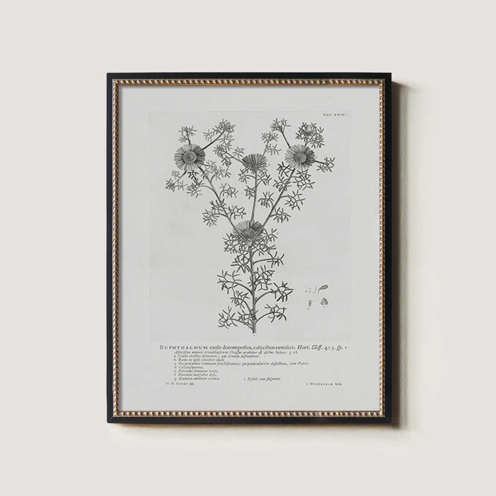 Vintage Buphthalmum Maculatum Botanical Etching