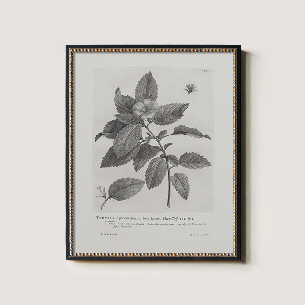 Vintage Turnera Ulmifolia Botanical Etching