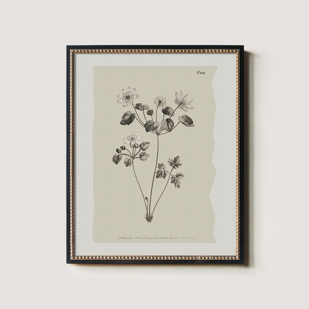Vintage Anemone Sylvestris Botanical Etching