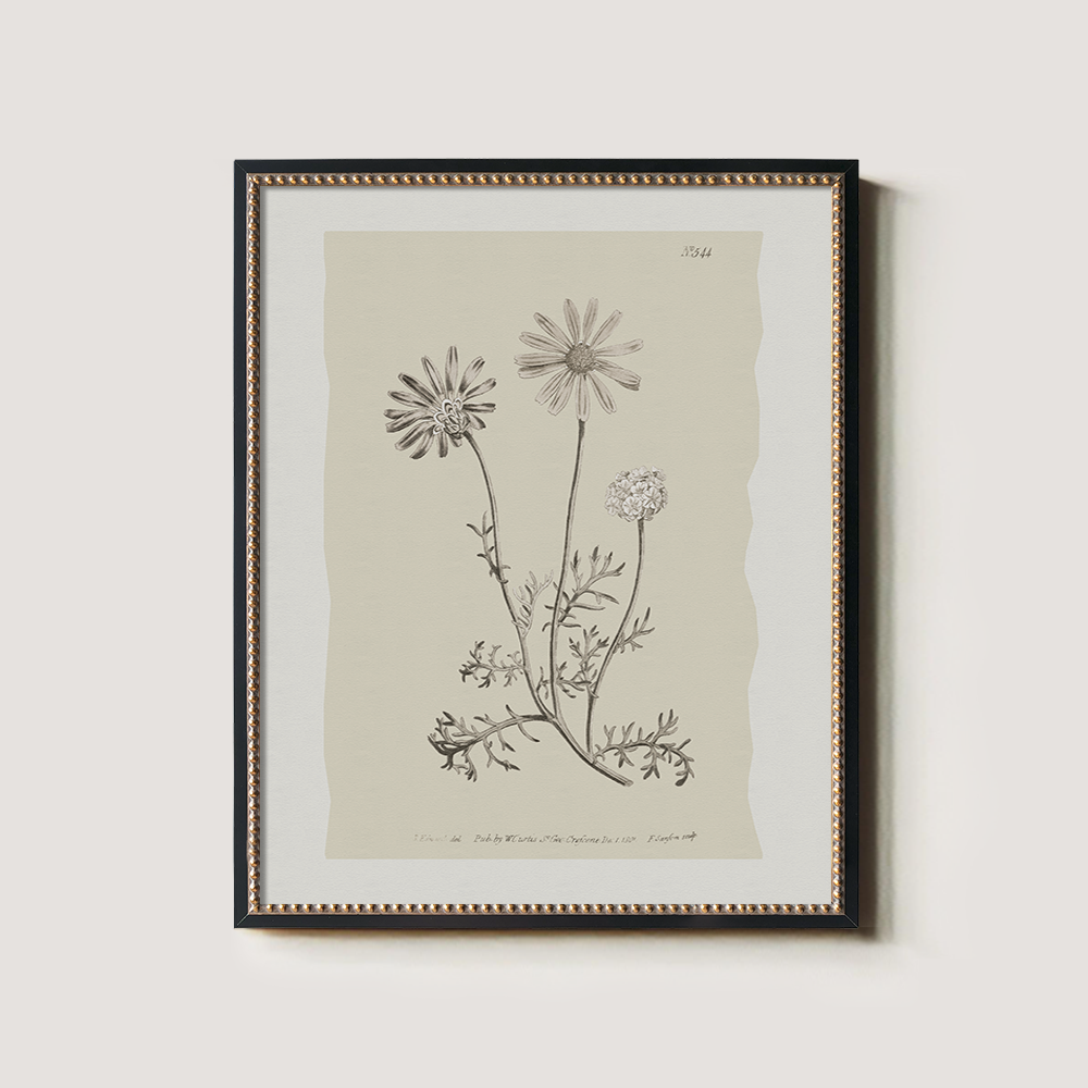 Vintage Leucanthemum Vulgar e Botanical Etching