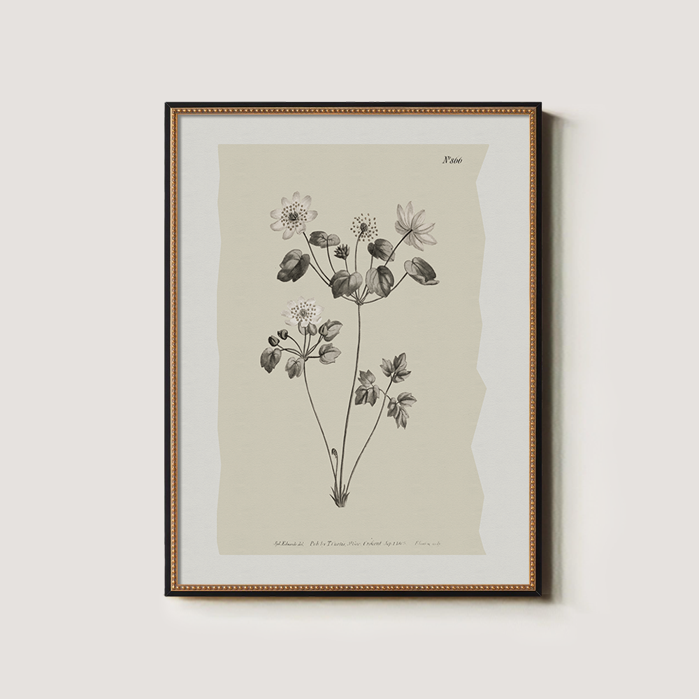 Vintage Anemone Sylvestris Botanical Etching