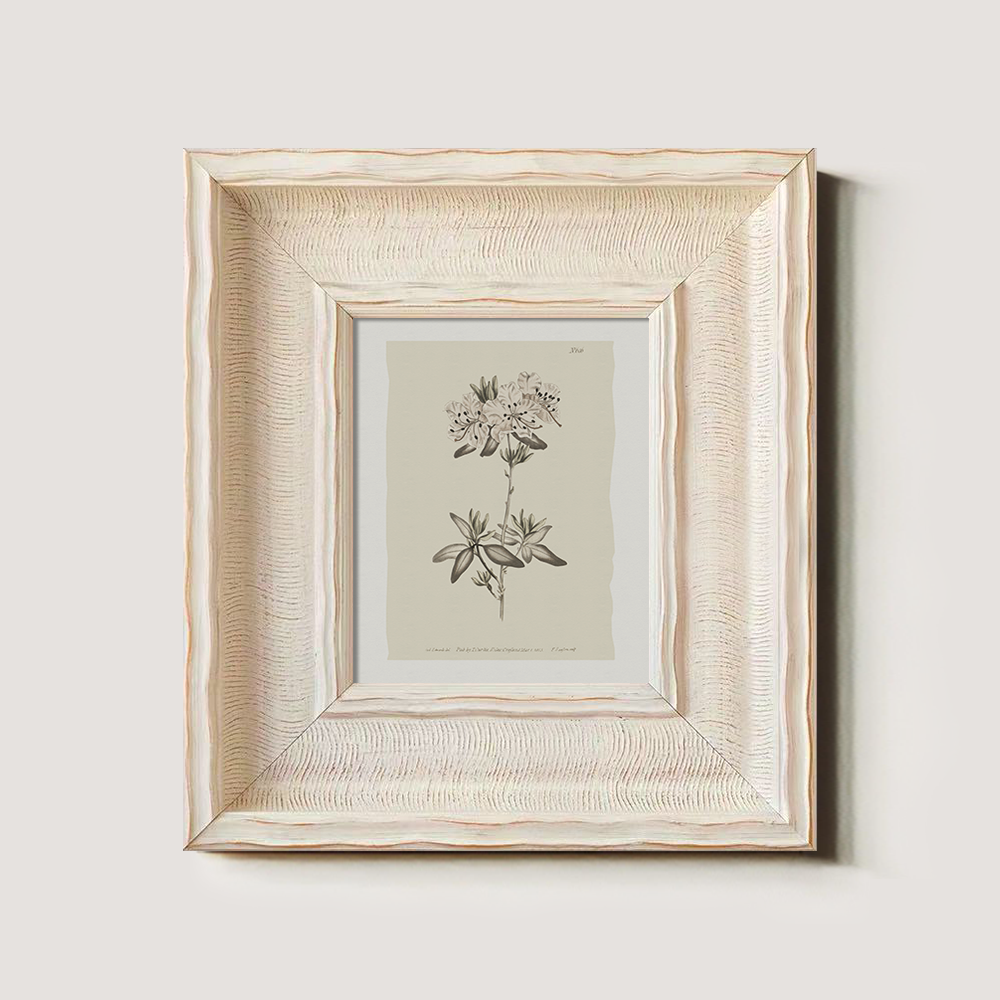 Vintage Plumbago Europaea Botanical Etching