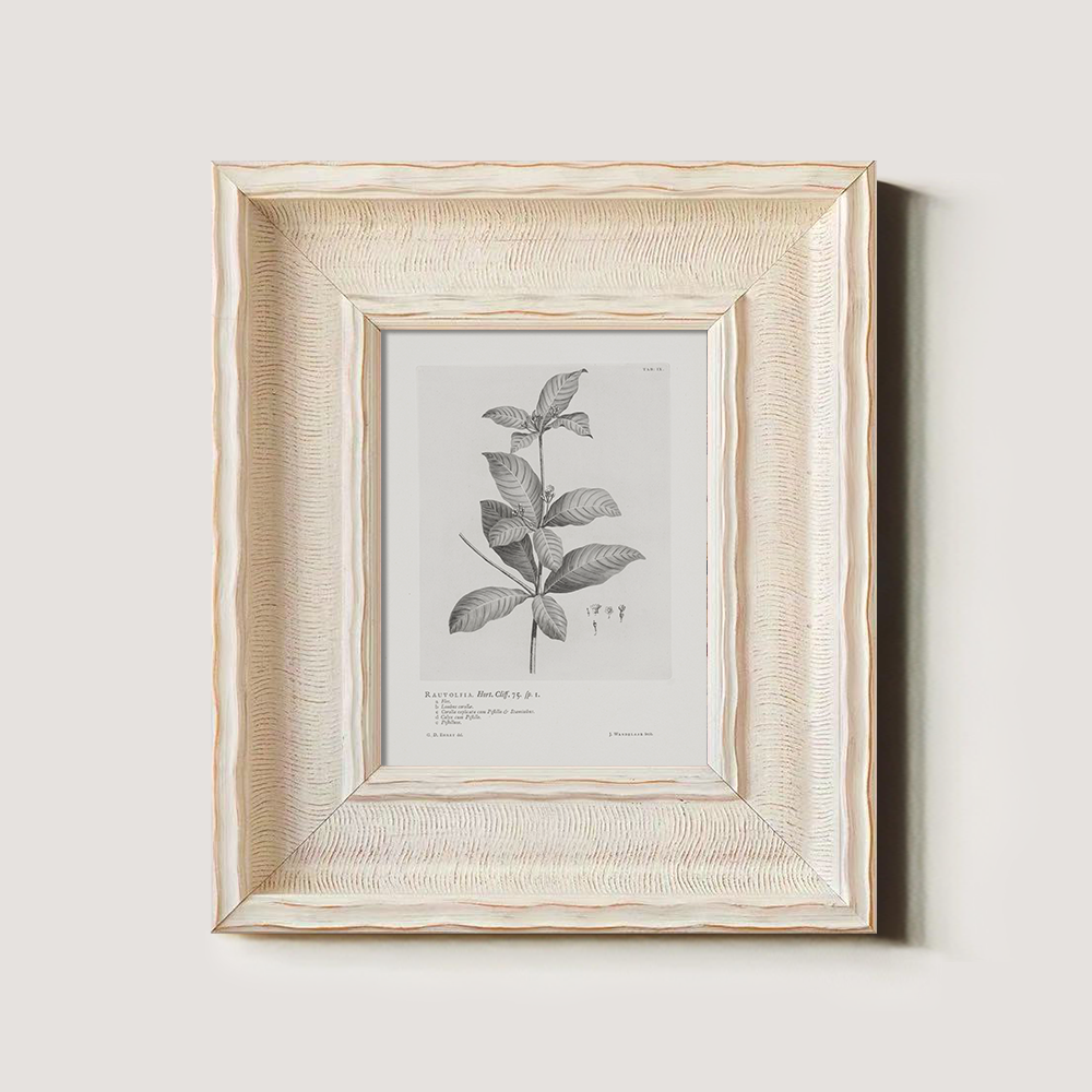 Vintage Randia Aculeata Botanical Etching