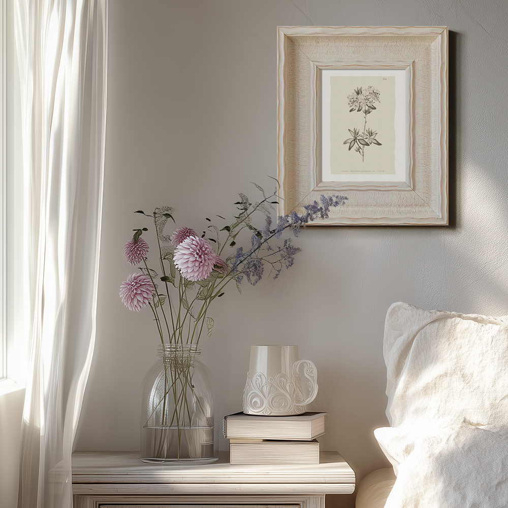 Vintage Plumbago Europaea Botanical Etching