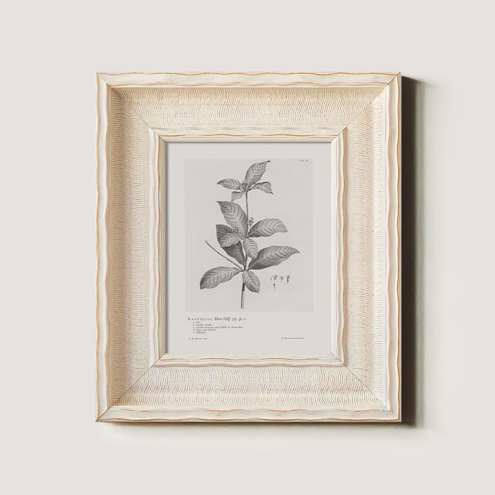 Vintage Randia Aculeata Botanical Etching