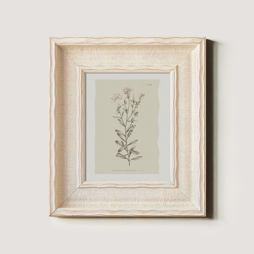 Vintage Epilobium Montanum Botanical Etching