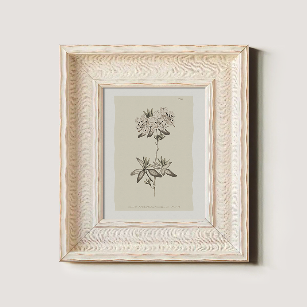 Vintage Plumbago Europaea Botanical Etching