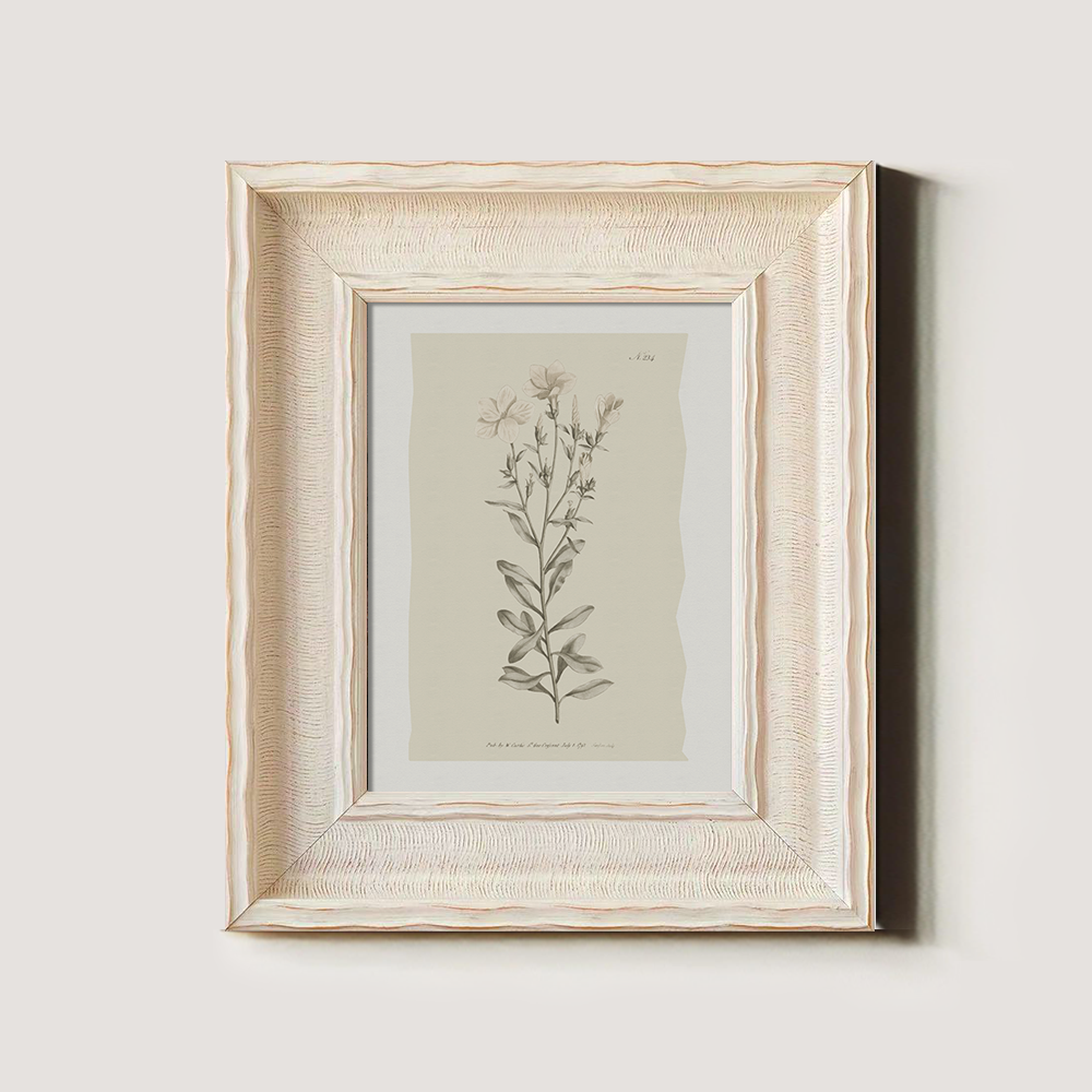 Vintage Epilobium Montanum Botanical Etching
