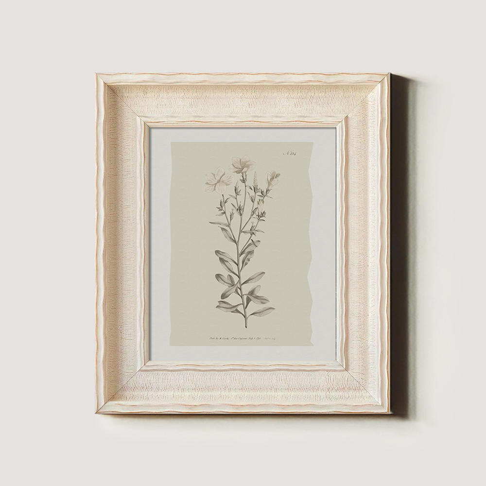 Vintage Epilobium Montanum Botanical Etching