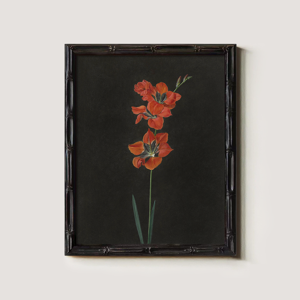 Fiery Gladiolus Spike Watercolor Nocturne