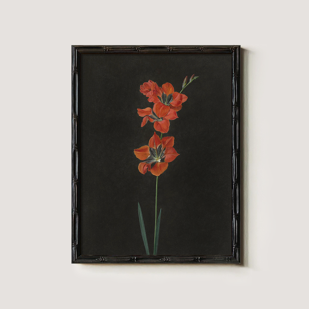 Fiery Gladiolus Spike Watercolor Nocturne