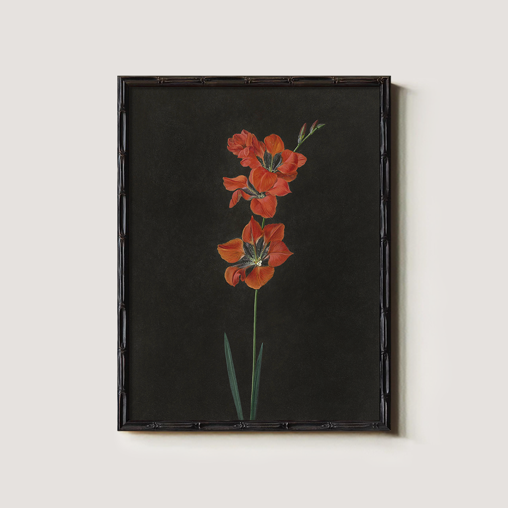 Fiery Gladiolus Spike Watercolor Nocturne