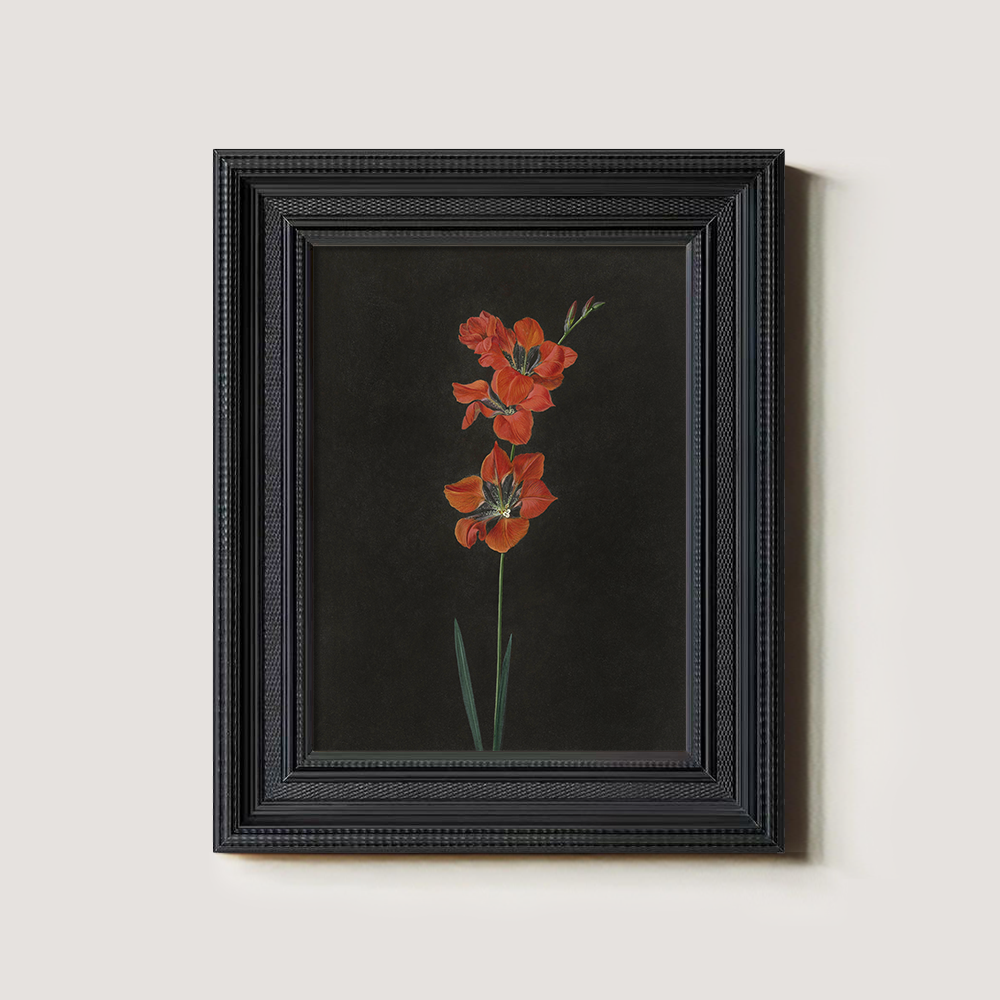 Fiery Gladiolus Spike Watercolor Nocturne