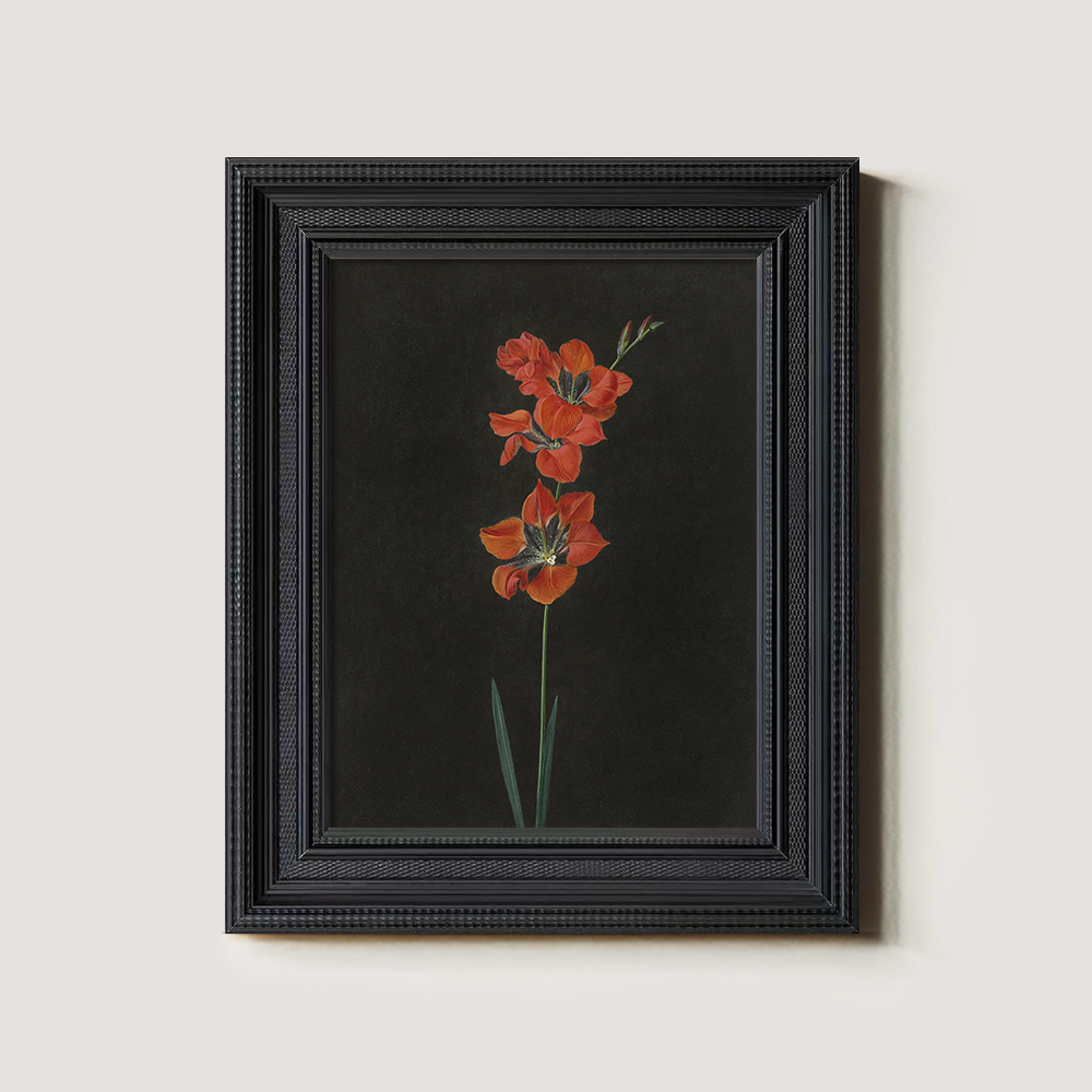 Fiery Gladiolus Spike Watercolor Nocturne