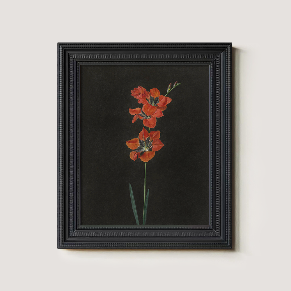 Fiery Gladiolus Spike Watercolor Nocturne